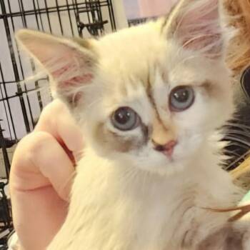 B-Babycham -  Domestic Short Hair and Siamese Cat for Adoption in Arizona City, Arizona - B-Babycham | PetCurious