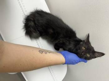 Jean Grey earliest take home date is 8/20 -  Domestic Short Hair Cat for Adoption in Sacramento, California - Jean Grey Earliest Take Home Date Is 8/20 | PetCurious