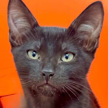 Domestic Short Hair Cats Available for Adoption in Decatur, Georgia - Johnny B. Goode | PetCurious