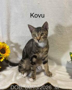 Kovu -  Domestic Short Hair Cat for Adoption in Magnolia, Texas - Kovu | PetCurious