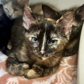 Domestic Short Hair Cats Available for Adoption in Walnut Creek, California - Sardine | PetCurious