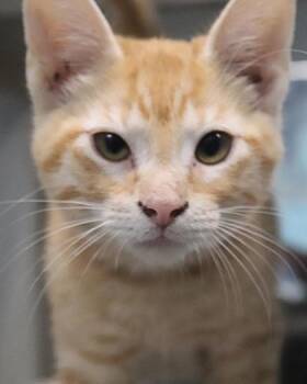 Cypress (PetSmart S Claiborne) -  Domestic Short Hair Cat for Adoption in New Orleans, Louisiana - Cypress (PetSmart S Claiborne) | PetCurious