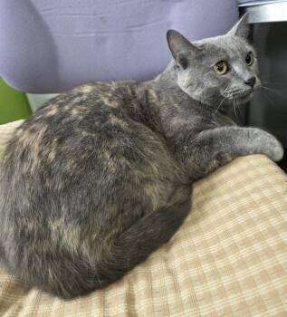 Domestic Short Hair Cats Available for Adoption in Cleveland, Tennessee - Jasmine | PetCurious
