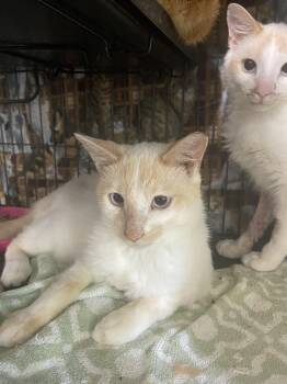 Rescue Siamese Cats for Adoption in Shelbyville, Kentucky - Blaze | PetCurious