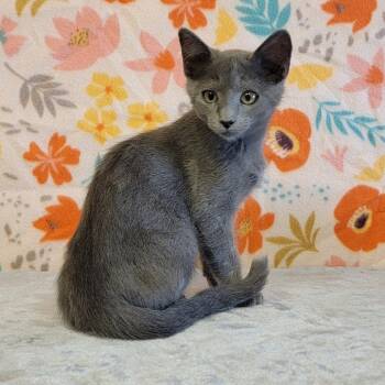 Rescue Domestic Short Hair Cats for Adoption in Austin, Texas - Zena | PetCurious