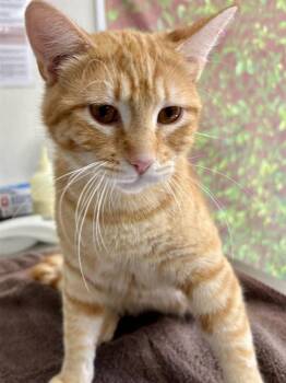 Domestic Short Hair Cats Available for Adoption in San Antonio, Texas - SURFBOARD | PetCurious