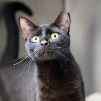 Nemo -  Domestic Short Hair Cat for Adoption in Atlanta, Georgia - Nemo | PetCurious