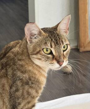 Zara -  Tabby and Abyssinian Cat for Adoption in Alameda, California - Zara | PetCurious