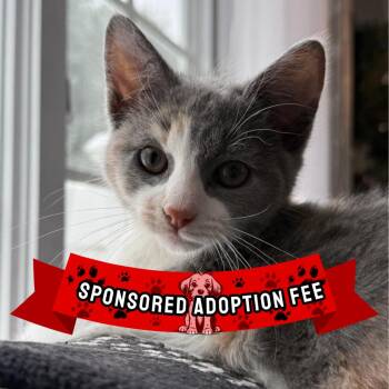 Luna -  Domestic Short Hair Cat Available for Adoption in Ridgely, Maryland - Luna | PetCurious