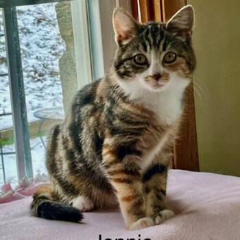 Domestic Short Hair Cats Available for Adoption - Jennie | PetCurious