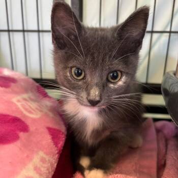 Sakura -  Domestic Short Hair Cat for Adoption in Long Beach, California - Sakura | PetCurious