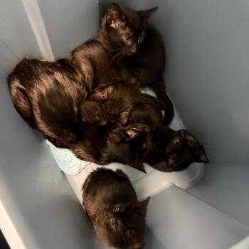 My (Yellow) -  Domestic Short Hair Cat for Adoption in Greensboro, North Carolina - My (Yellow) | PetCurious
