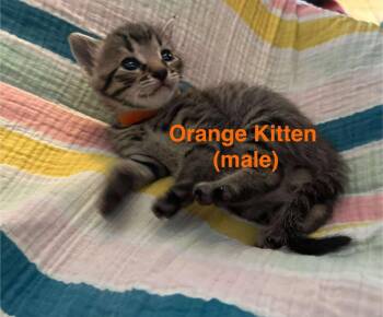 Rescue Domestic Short Hair Cats for Adoption in Cloquet, Minnesota - Orange | PetCurious