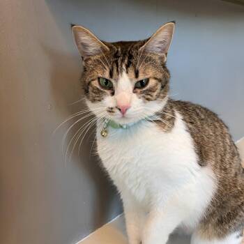 Domestic Short Hair Cats Available for Adoption - Clover | PetCurious