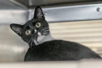 TUCK -  Domestic Short Hair Cat for Adoption in Charlotte, North Carolina - TUCK | PetCurious