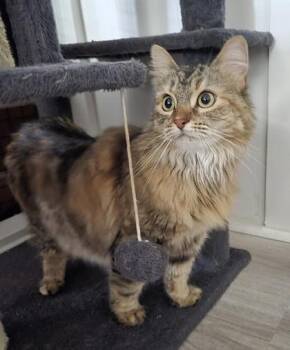 Shelly -  Domestic Long Hair and Domestic Short Hair Cat Available for Adoption in River Ridge, Louisiana - Shelly | PetCurious
