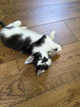 Roman -  Domestic Short Hair Cat Available for Adoption in Emerald Isle, North Carolina - Roman | PetCurious