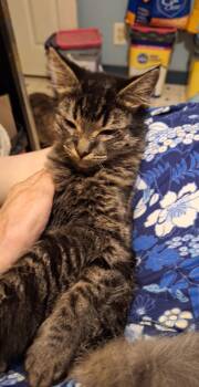 Abby -  Domestic Medium Hair Cat for Adoption in Randolph, Alabama - Abby | PetCurious