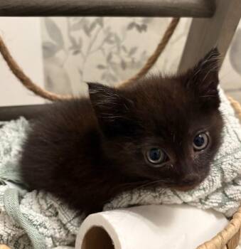 Rescue Domestic Short Hair Cats for Adoption in Philadelphia, Pennsylvania - Bobby | PetCurious