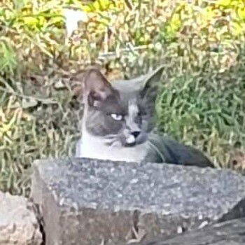 Rescue American Shorthair Cats for Adoption in Pikesville, Maryland - Tina Marie (Courtesy) | PetCurious