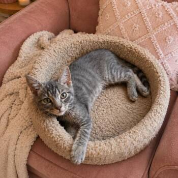 Bentley -  Domestic Medium Hair Cat for Adoption in Asher, Oklahoma - Bentley | PetCurious