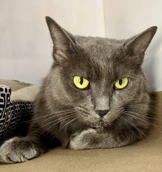 Laylah -  Russian Blue and Turkish Angora Cat for Adoption - Laylah | PetCurious