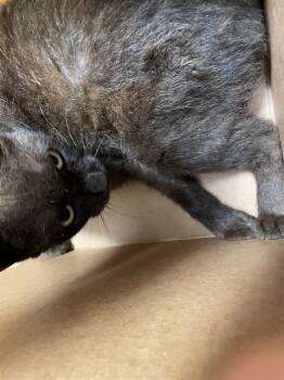 Rescue Domestic Short Hair Cats for Adoption in Jacksonville, Florida - AGNES | PetCurious