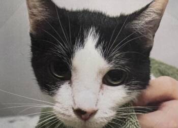 Athena -  Domestic Short Hair Cat for Adoption in Fort Madison, Iowa - Athena | PetCurious