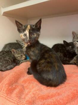 Sunny -  Domestic Short Hair Cat for Adoption in Chino Valley, Arizona - Sunny | PetCurious