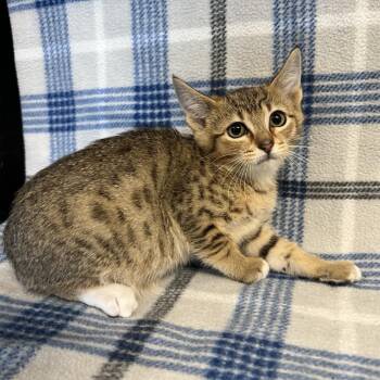 Garnet -  Domestic Short Hair Cat for Adoption in Redwood City, California - Garnet | PetCurious