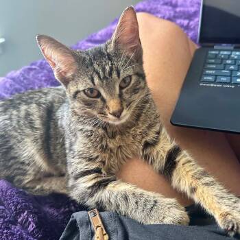 Bingo -  Domestic Short Hair Cat for Adoption in Cumming, Georgia - Bingo | PetCurious