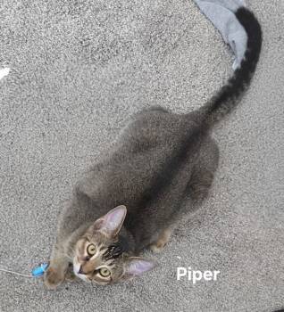 Piper -  Domestic Short Hair Cat for Adoption in Gilbert, Arizona - Piper | PetCurious