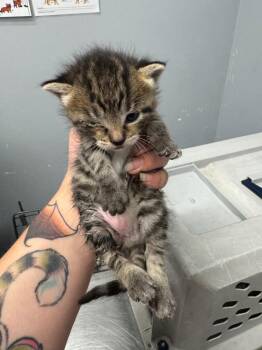 Cleocatra -  Domestic Short Hair Cat for Adoption in Bloomington, Indiana - Cleocatra | PetCurious