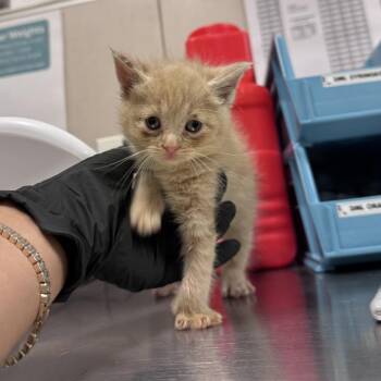Ackee -  Domestic Short Hair Cat for Adoption in Chicago, Illinois - Ackee | PetCurious