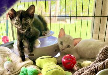 Cho & Akira -  Siamese and Tortoiseshell Cat for Adoption in Homestead, Florida - Cho & Akira | PetCurious