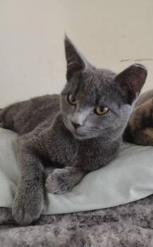 Rescue Domestic Short Hair Cats for Adoption in Reading, Pennsylvania - Ruby | PetCurious