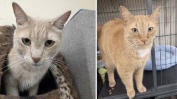 Tabby Cats Available for Adoption in Smithtown, New York - OLAF AND BRUNO | PetCurious