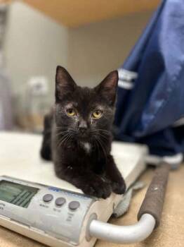 Domestic Short Hair Cats Available for Adoption in Munster, Indiana - Eloise | PetCurious