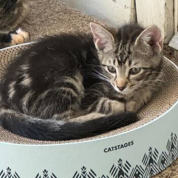 Jimmy Uso -  Domestic Long Hair Cat for Adoption in Madison, Wisconsin - Jimmy Uso | PetCurious