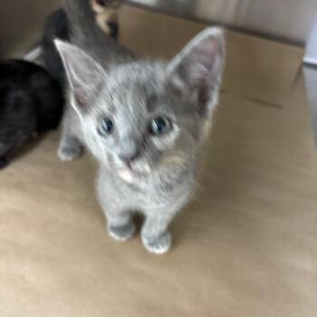 Patches -  Domestic Short Hair Cat for Adoption in Parrish, Alabama - Patches | PetCurious
