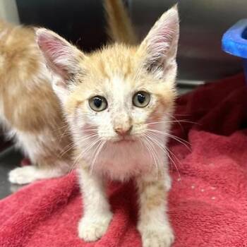 Lemon -  Domestic Short Hair Cat for Adoption in Lansing, Michigan - Lemon | PetCurious