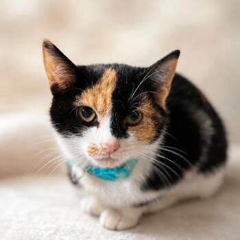 Sriracha -  Domestic Short Hair Cat for Adoption in Rixeyville, Virginia - Sriracha | PetCurious