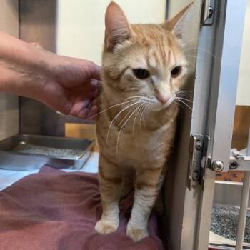 Domestic Short Hair Cats Available for Adoption in Richmond, Virginia - Rouge | PetCurious
