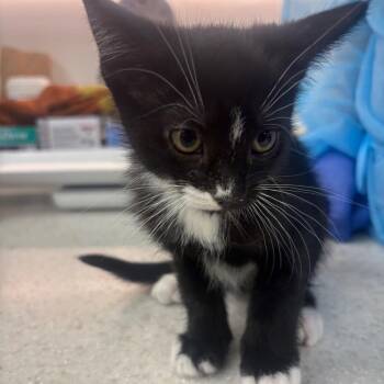 Domestic Short Hair Cats Available for Adoption in New York, New York - Macarena | PetCurious