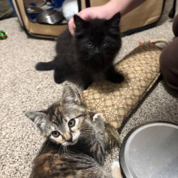 Davey -  Domestic Long Hair Cat for Adoption in Spokane, Washington - Davey | PetCurious