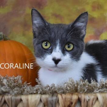 Coraline -  Domestic Short Hair Cat for Adoption in Yuma, Arizona - Coraline | PetCurious