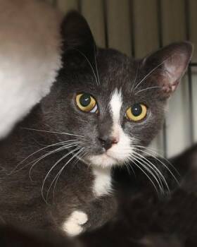 Rescue Domestic Short Hair Cats for Adoption in Baton Rouge, Louisiana - Dao Noi | PetCurious