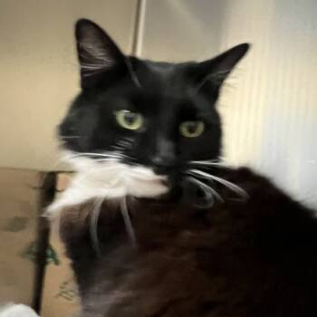 Rescue Domestic Medium Hair Cats for Adoption in Pittsburgh, Pennsylvania - R'Bonney | PetCurious