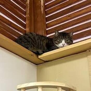 Domestic Short Hair Cats Available for Adoption in Indiana, Pennsylvania - Bette Davis | PetCurious