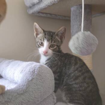 Prince -  Domestic Short Hair Cat for Adoption in Wayne, New Jersey - Prince | PetCurious